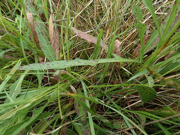 Centaurea timbalii \ Westliche Schmalblttrige Flockenblume, Timbals Wiesen-Flockenblume / Timbal's Knapweed, D Drover Heide 13.6.2018