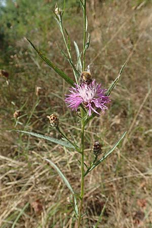 Centaurea timbalii \ Westliche Schmalblttrige Flockenblume, Timbals Wiesen-Flockenblume / Timbal's Knapweed, D Drover Heide 22.8.2018