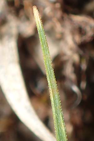 Carex ericetorum \ Heide-Segge / Heath Sedge, D Schwetzingen 12.4.2019