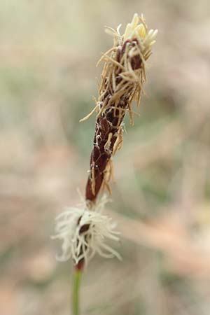 Carex ericetorum \ Heide-Segge / Heath Sedge, D Schwetzingen 12.4.2019