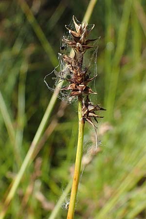 Carex echinata \ Igel-Segge, Stern-Segge / Star Sedge, D Hunsrück, Börfink 18.7.2022