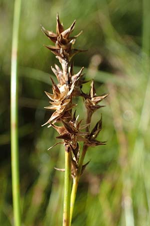 Carex echinata \ Igel-Segge, Stern-Segge / Star Sedge, D Hunsrück, Börfink 18.7.2022