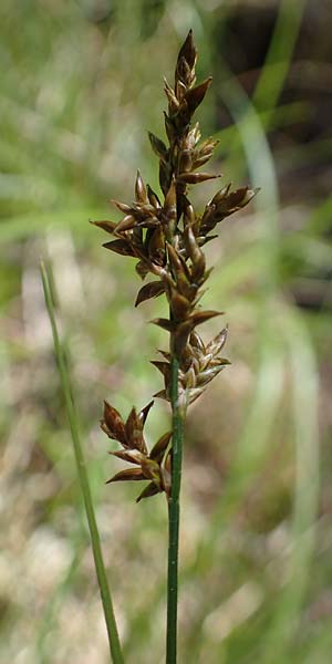 Carex elongata \ Walzen-Segge, Langhrige Segge / Elongated Sedge, D Mühlheim am Main - Lämmerspiel 30.5.2023
