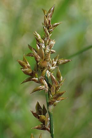 Carex elongata \ Walzen-Segge, Langhrige Segge / Elongated Sedge, D Mühlheim am Main - Lämmerspiel 30.5.2023