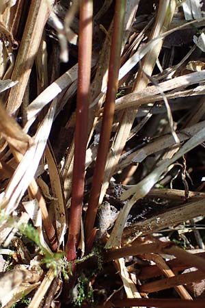 Carex elongata \ Walzen-Segge, Langhrige Segge / Elongated Sedge, D Mühlheim am Main - Lämmerspiel 30.5.2023