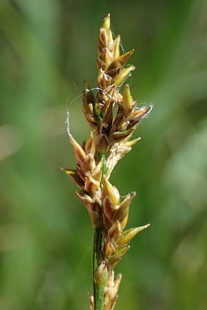 Carex elongata \ Walzen-Segge, Langhrige Segge / Elongated Sedge, D Mühlheim am Main - Lämmerspiel 30.5.2023
