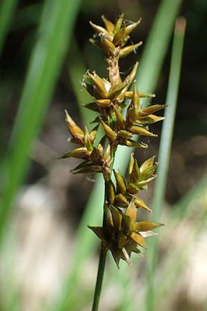 Carex elongata \ Walzen-Segge, Langhrige Segge / Elongated Sedge, D Mühlheim am Main - Lämmerspiel 30.5.2023