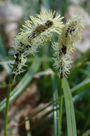 Carex ericetorum \ Heide-Segge / Heath Sedge, D Mannheim 4.4.2025