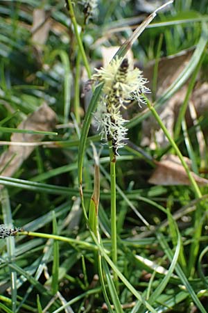 Carex ericetorum \ Heide-Segge / Heath Sedge, D Mannheim 4.4.2025