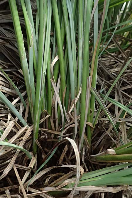 Carex elata \ Steife Segge / Tufted Sedge, D Mannheim 16.5.2026