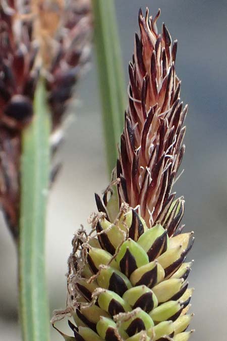 Carex elata \ Steife Segge / Tufted Sedge, D Mannheim 16.5.2026