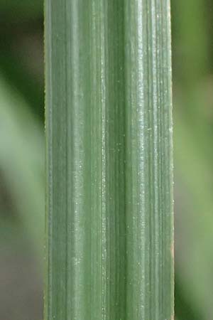 Carex elata \ Steife Segge / Tufted Sedge, D Mannheim 16.5.2026