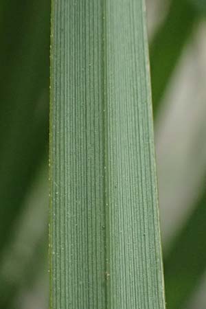 Carex elata \ Steife Segge / Tufted Sedge, D Mannheim 16.5.2026