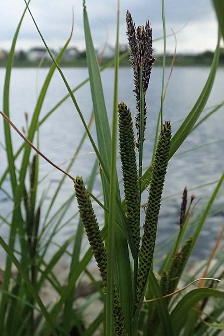 Carex elata \ Steife Segge / Tufted Sedge, D Mannheim 16.5.2026