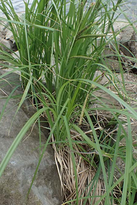 Carex elata \ Steife Segge / Tufted Sedge, D Mannheim 16.5.2026