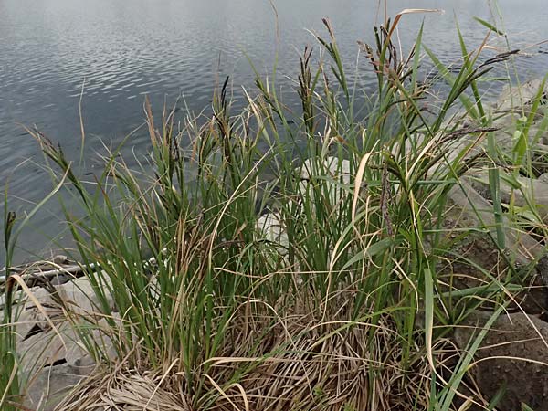 Carex elata \ Steife Segge / Tufted Sedge, D Mannheim 16.5.2026