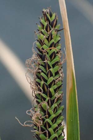 Carex elata \ Steife Segge / Tufted Sedge, D Mannheim 16.5.2026