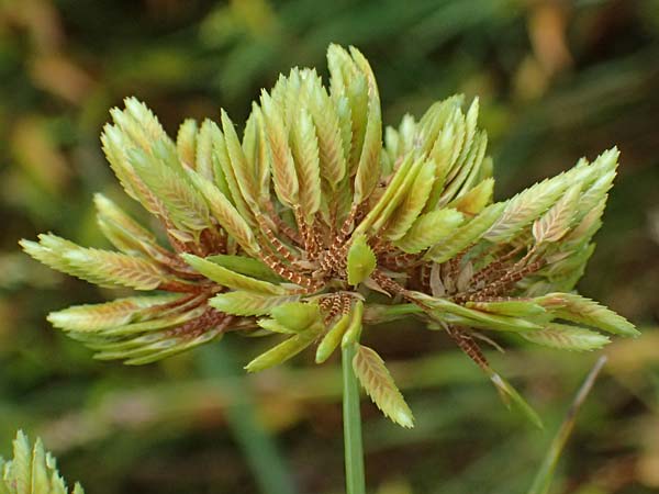 Cyperus eragrostis \ Frischgr�nes Zypergras, Liebesgrasartiges Zypergras / Pale Galingale, D Dortmund 1.9.2026