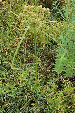 Cyperus eragrostis \ Frischgr�nes Zypergras, Liebesgrasartiges Zypergras / Pale Galingale, D Dortmund 1.9.2026