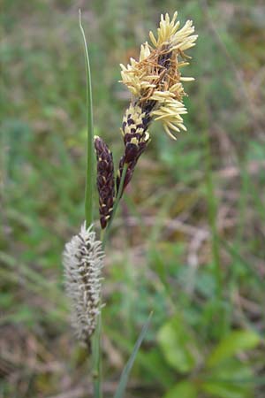 Carex flacca \ Blaugrne Segge / Blue Sedge, Carnation Grass, D Karlstadt 1.5.2010