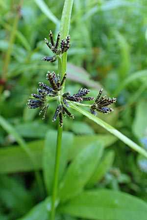 Cyperus fuscus \ Braunes Zypergras / Brown Flatsedge, D Groß-Gerau 21.9.2015