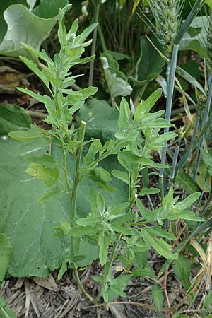 Chenopodium ficifolium \ Feigenblttriger Gnsefu / Fig-Leaved Goosefoot, D Neulußheim 7.7.2018