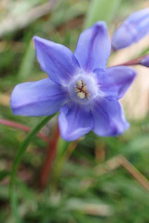 Scilla sardensis \ Sardes-Schneeglanz, Dunkle Sternhyazinthe / Sardes Glory of the Snow, D Jülich 10.3.2019