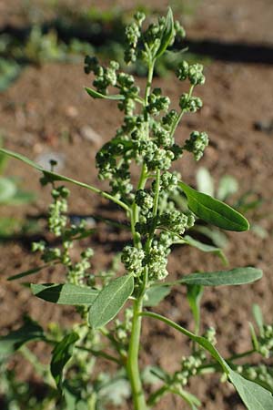 Chenopodium ficifolium \ Feigenblttriger Gnsefu / Fig-Leaved Goosefoot, D Brensbach 10.10.2020