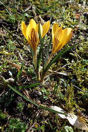 Crocus flavus \ Gold-Krokus / Yellow Crocus, D Mannheim-Rheinau 26.2.2022