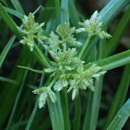 Cyperus fuscus \ Braunes Zypergras / Brown Flatsedge, D Altrip 6.8.2026