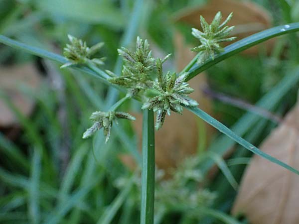 Cyperus fuscus \ Braunes Zypergras / Brown Flatsedge, D Altrip 6.8.2026