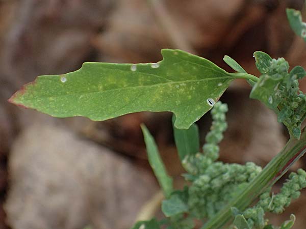 Chenopodium ficifolium \ Feigenbl�ttriger G�nsefu� / Fig-Leaved Goosefoot, D Mannheim 13.9.2026