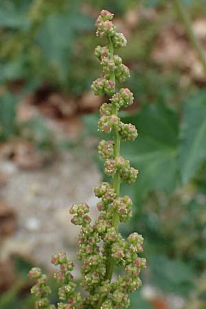 Chenopodium ficifolium \ Feigenbl�ttriger G�nsefu� / Fig-Leaved Goosefoot, D Mannheim 13.9.2026