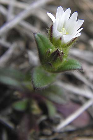 Cerastium glutinosum \ Bleiches Hornkraut / Dwarf Mouse-Ear, D Mannheim 13.4.2013