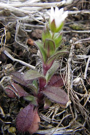 Cerastium glutinosum \ Bleiches Hornkraut / Dwarf Mouse-Ear, D Mannheim 13.4.2013
