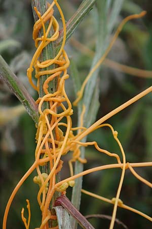 Cuscuta gronovii \ Gronovius-Seide, Weiden-Seide / Gronovius' Dodder, Swamp Dodder, D Mosbach-Eisenbusch 8.9.2015