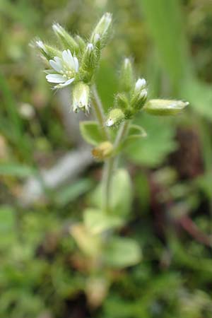 Cerastium glutinosum \ Bleiches Hornkraut / Dwarf Mouse-Ear, D Wörth am Main 28.4.2016