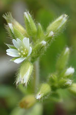 Cerastium glutinosum \ Bleiches Hornkraut / Dwarf Mouse-Ear, D Wörth am Main 28.4.2016