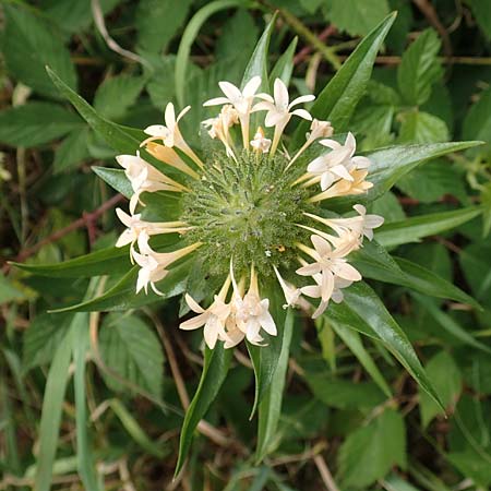Collomia grandiflora \ Groblumige Leimsaat / Large-Flowered Collomia, D Eifel, Herhahn 9.7.2018