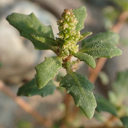 Chenopodium glaucum \ Blaugrner Gnsefu / Oak-Leaved Goosefoot, Glaucous Goosefoot, D Köln-Zündorf 11.9.2020