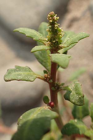 Chenopodium glaucum \ Blaugrner Gnsefu / Oak-Leaved Goosefoot, Glaucous Goosefoot, D Köln-Zündorf 11.9.2020