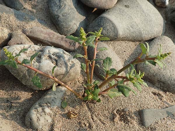 Chenopodium glaucum \ Blaugrner Gnsefu / Oak-Leaved Goosefoot, Glaucous Goosefoot, D Köln-Zündorf 11.9.2020