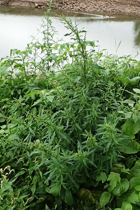 Chenopodium glaucum \ Blaugrner Gnsefu / Oak-Leaved Goosefoot, Glaucous Goosefoot, D Mannheim 8.9.2024
