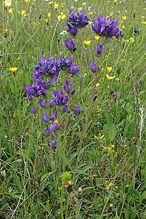 Campanula glomerata \ Knuel-Glockenblume / Clustered Bellflower, D Passau 15.5.2025