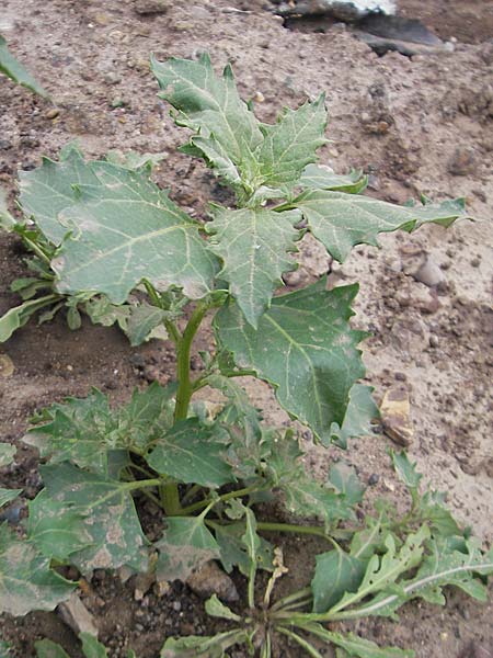 Chenopodium rhombifolium \ Sgeblttriger Gnsefu / Serrate-Leaved Goosefoot, D Mannheim 18.6.2009