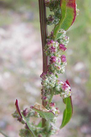 Chenopodium strictum \ Streifen-Gnsefu / Striped Goosefoot, Lateflowering Goosefoot, D Heidelberg 30.7.2012