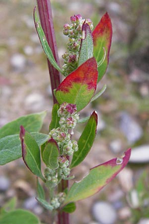 Chenopodium strictum \ Streifen-Gnsefu / Striped Goosefoot, Lateflowering Goosefoot, D Heidelberg 30.7.2012