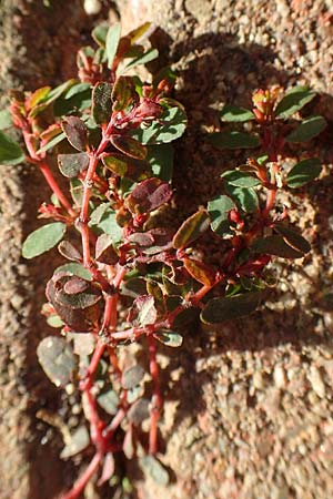 Chamaesyce humifusa \ Niederliegende Wolfsmilch / Trailing Spurge, D Bretten 1.10.2015