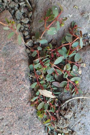 Chamaesyce humifusa \ Niederliegende Wolfsmilch / Trailing Spurge, D Bretten 1.10.2015