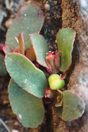 Chamaesyce humifusa \ Niederliegende Wolfsmilch / Trailing Spurge, D Bretten 1.10.2015